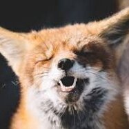 Vixen